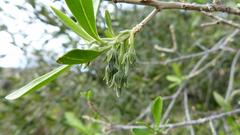 Diospyros lycioides lycioides