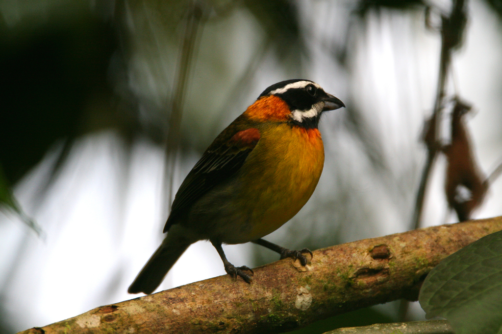 Stripe-headed Tanagers