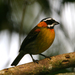Stripe-headed Tanagers - Photo (c) Blake Matheson, some rights reserved (CC BY-NC)