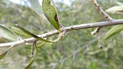 Diospyros lycioides lycioides