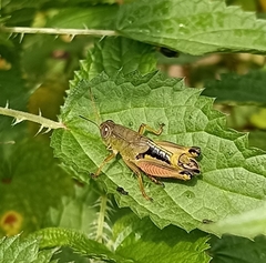 Peripolus