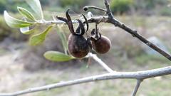 Diospyros lycioides lycioides