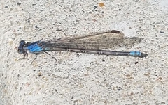 Argia funebris