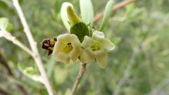 Diospyros lycioides lycioides