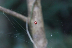 Argyrodes flavescens
