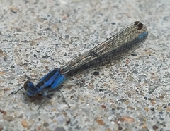 Argia funebris