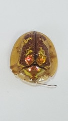 Coptocycla leprosa
