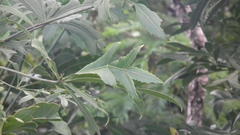 Cussonia paniculata sinuata