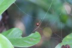 Argyrodes flavescens