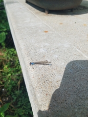 Argia funebris