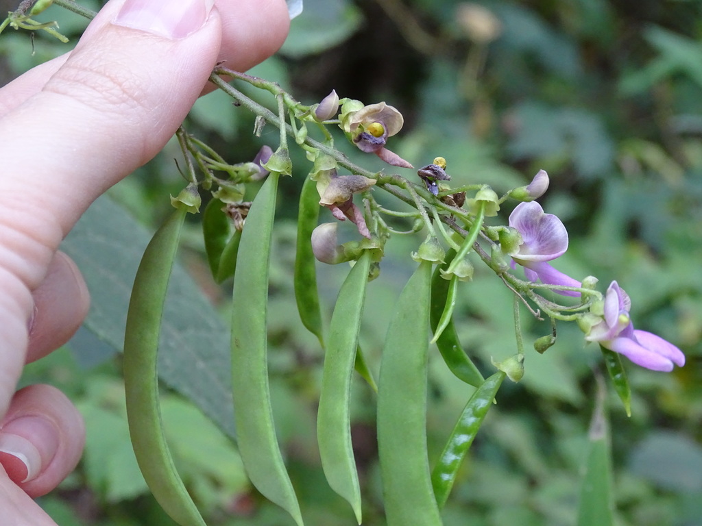 Thicket Bean