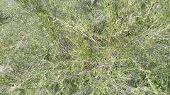 Diospyros lycioides lycioides