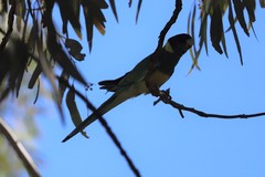 Barnardius zonarius zonarius