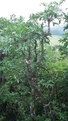 Cussonia paniculata sinuata