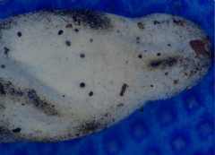 Hypomyces papulasporae