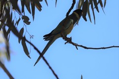 Barnardius zonarius zonarius