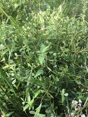 Baptisia australis aberrans