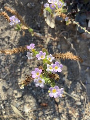 Phacelia suaveolens