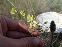 Astragalus collinus