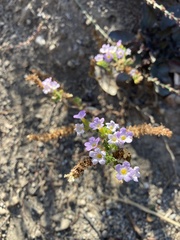 Phacelia suaveolens