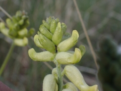 Astragalus collinus