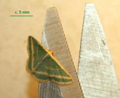 Mixocera frustratoria