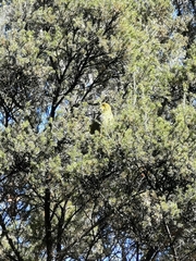 Manorina melanophrys