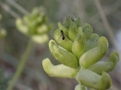 Astragalus collinus