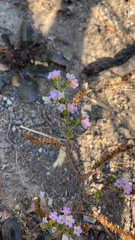 Phacelia suaveolens