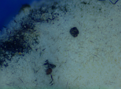 Hypomyces papulasporae