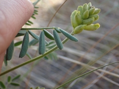 Astragalus collinus