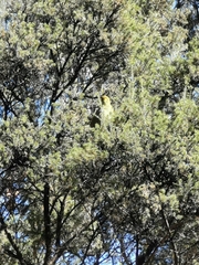 Manorina melanophrys