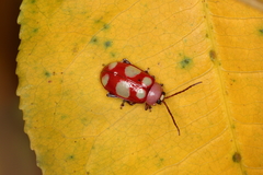 Omophoita sexnotata