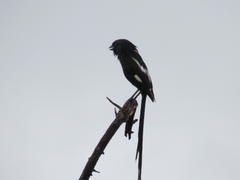 Lanius melanoleucus melanoleucus