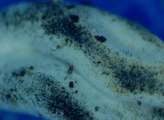 Hypomyces papulasporae