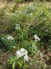Ostericum sieboldii