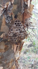 Polistes oculatus