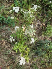 Ostericum sieboldii