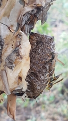 Polistes oculatus