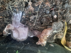 Lepista fibrosissima