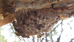 Polistes oculatus