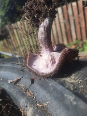 Lepista fibrosissima