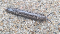 Philomycus carolinianus