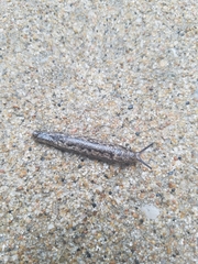 Philomycus carolinianus