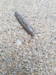 Philomycus carolinianus