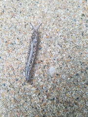 Philomycus carolinianus