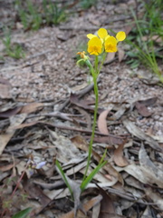Diuris aequalis