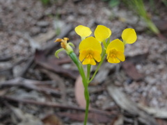 Diuris aequalis