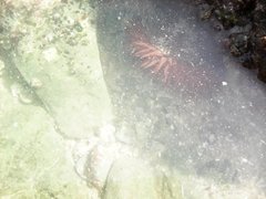 Actinia
