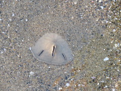 Mellita quinquiesperforata